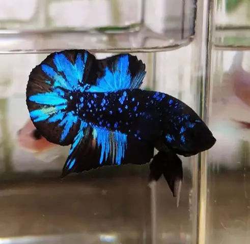 Các Dòng Cá Betta Galaxy: Khám Phá Thế Giới Sắc Màu Huyền Ảo