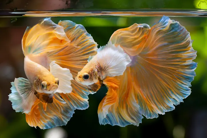 Cá Betta Halfmoon