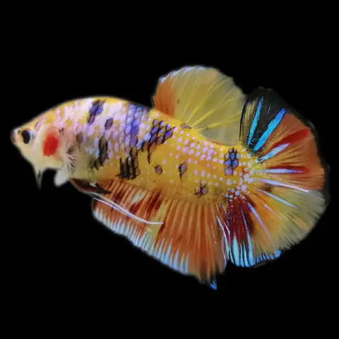 Cá Betta Galaxy