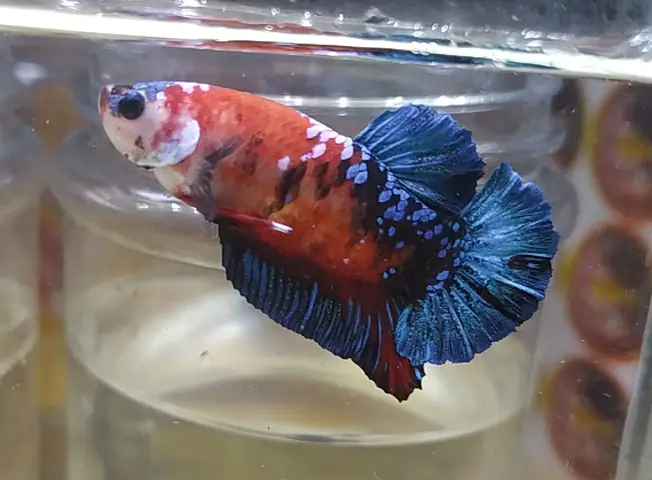 Lý Do Cá Betta Được Đón Nhận Nồng Nhiệt