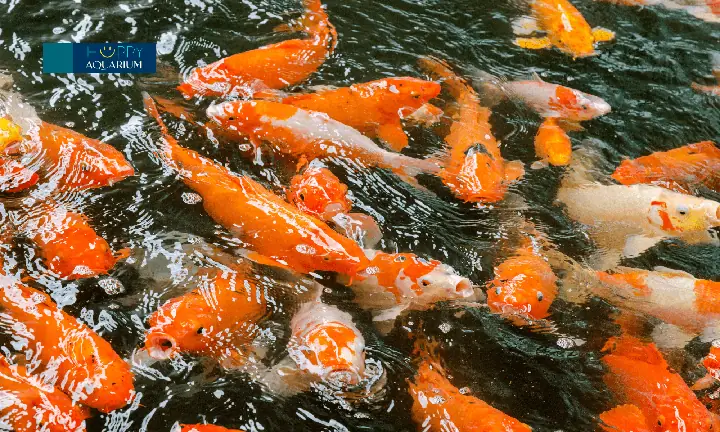 Lưu Ý Khi Sử Dụng Thuốc Trị Bệnh Cá Koi