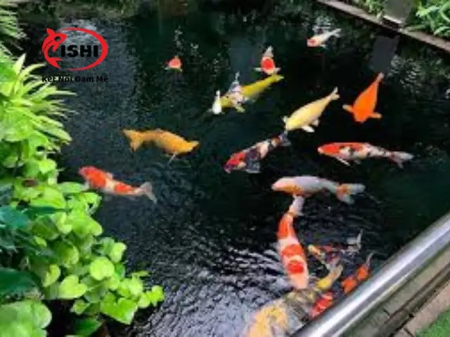 Tổng Hợp Các Bệnh Thường Gặp Ở Cá Koi Và Cách Điều Trị Hiệu Quả