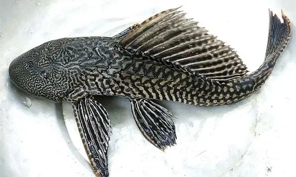 10. Cá Lau Kiếng