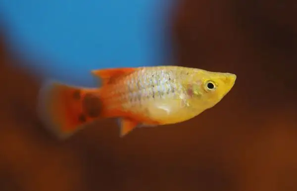 Cá Molly