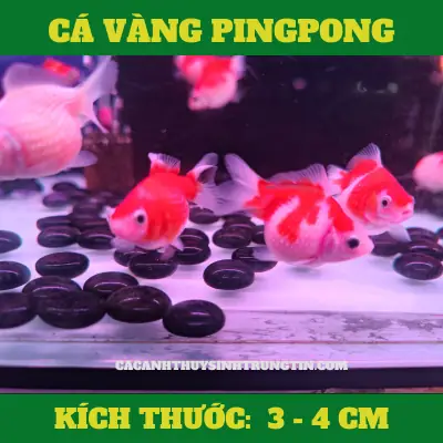 Ca-vang-pingpong