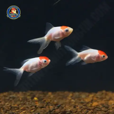 Cá Hạc Đỉnh Hồng Mini