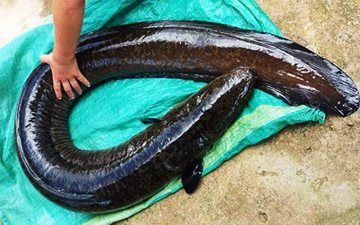 Các Loại Cá Biển Da Trơn: Đặc Điểm, Phân Loại Và Giá Trị Kinh Tế