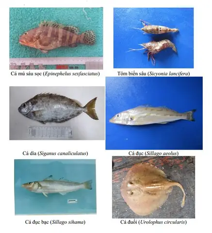 Các Loài Cá Biển Gần Bờ Phổ Biến: Khám Phá Thế Giới Dưới Lớp Cát