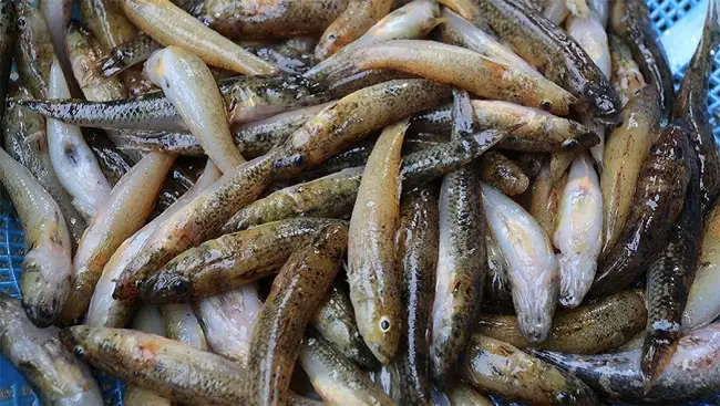 Các Loại Cá Bống Nước Ngọt Phổ Biến: Đặc Điểm, Môi Trường Sống Và Cách Nuôi