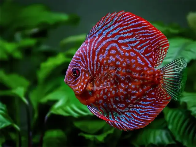 Discus - "siêu Sao Của Thế Giới Cá Cảnh"