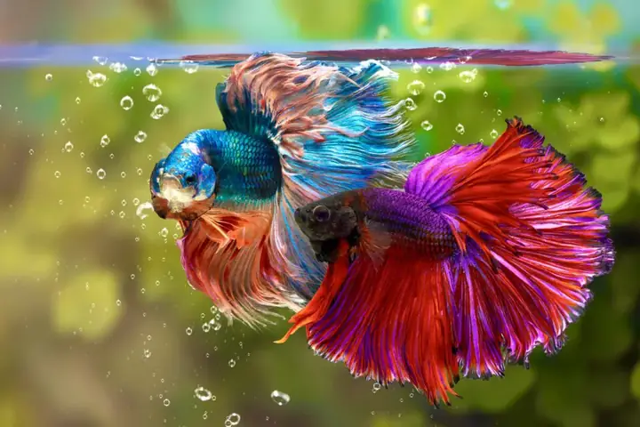Betta Splendens - "chúa Cá Betta"