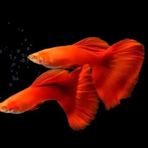 Bảy Màu Đỏ (bảy Màu Full Red)