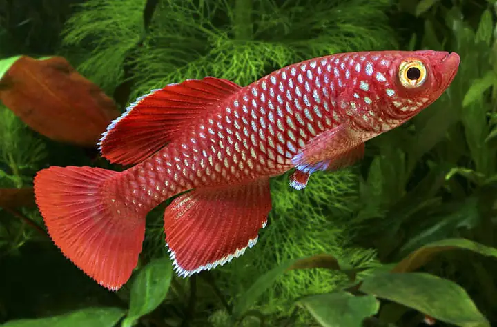 Cá Killi (killi Korthausae Red)