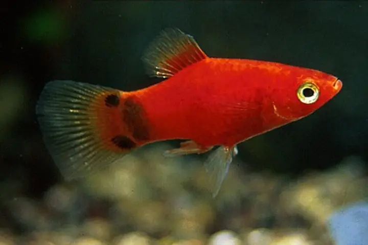 Mục Lục