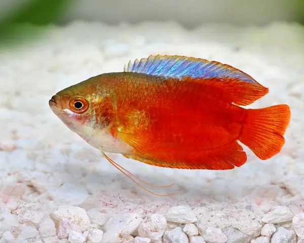 Cá Sặc Gấm (cá Sặc Lửa)