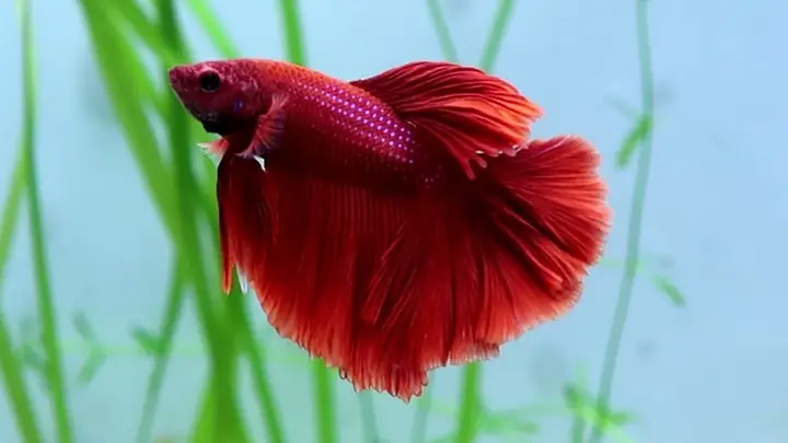 Cá Betta