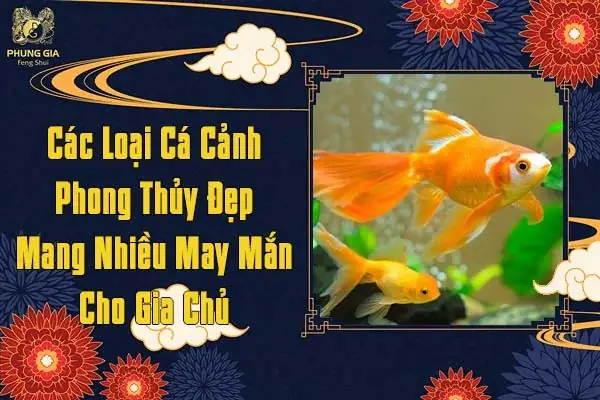 Các Loại Cá Cảnh Phong Thủy Đẹp Mang Nhiều May Mắn Cho Gia Chủ