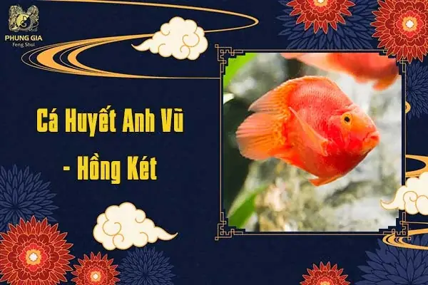 Cá Huyết Anh Vũ - Hồng Két