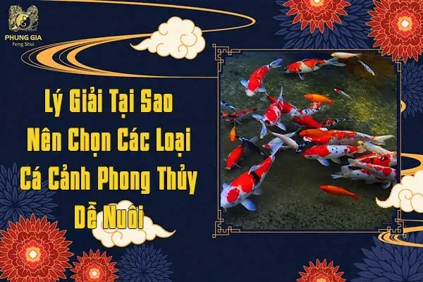 Lý Giải Tại Sao Nên Chọn Các Loại Cá Cảnh Phong Thủy Dễ Nuôi