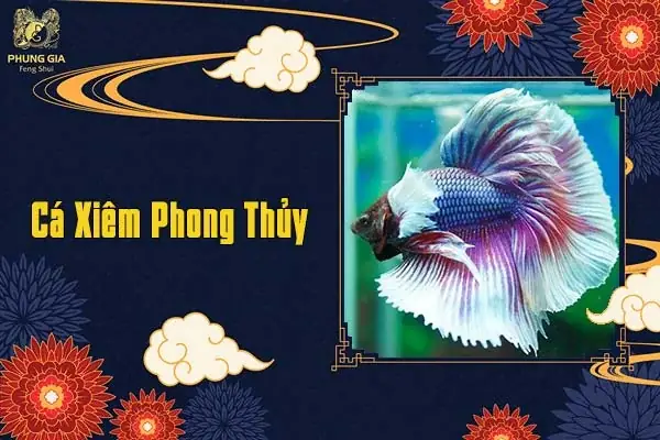 Cá Xiêm Phong Thủy