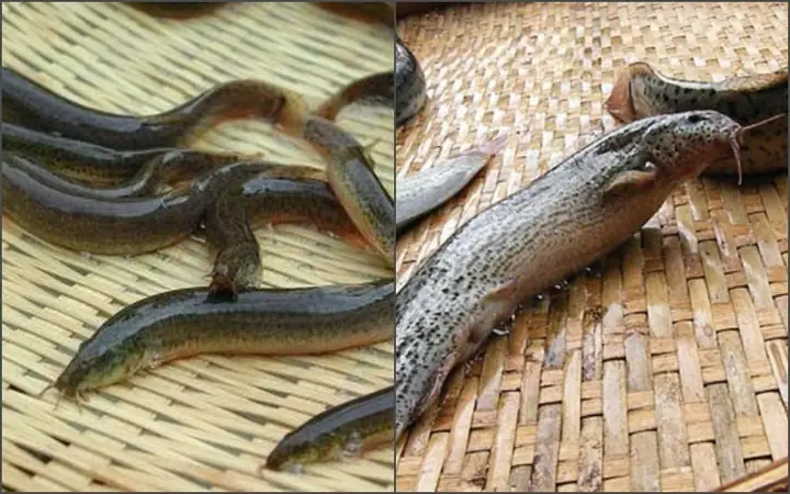 Cá Chạch Bùn