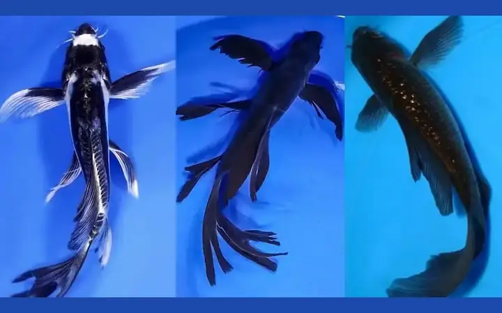 Cá Chép Cảnh Đen