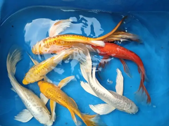 Các loại cá chép cảnh phổ biến được nuôi nhiều hiện nay