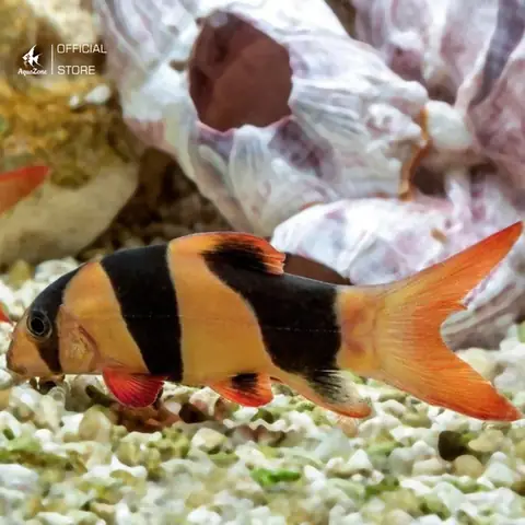 Cá Chuột Mỹ