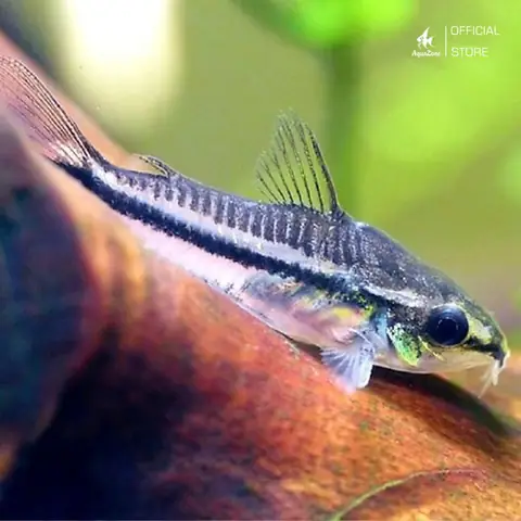Cá Chuột Pygmy