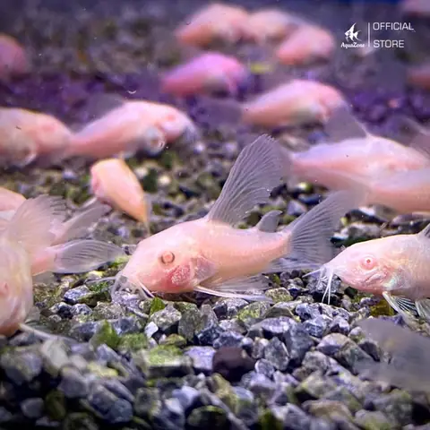 Cá Chuột Albino