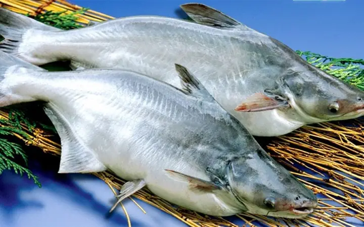 Cá Basa