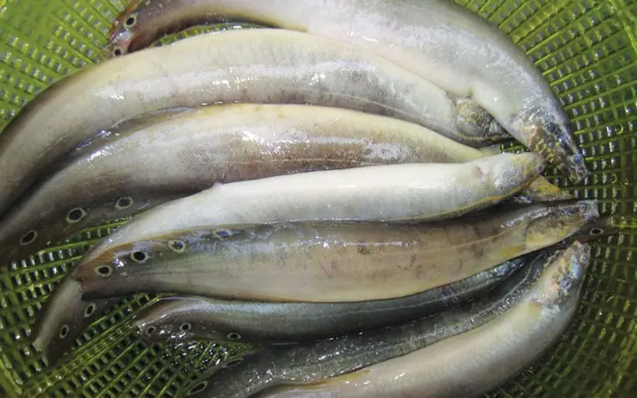 Cá Chạch