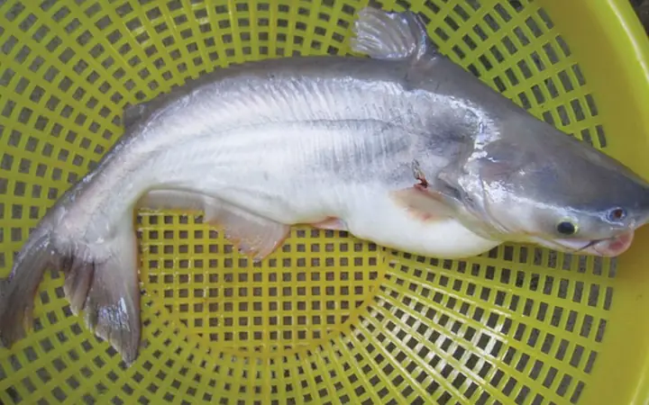 Cá Lăng