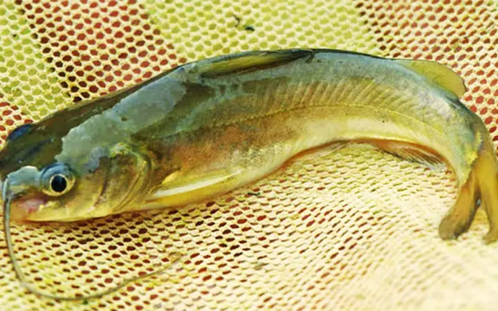 Cá Chốt