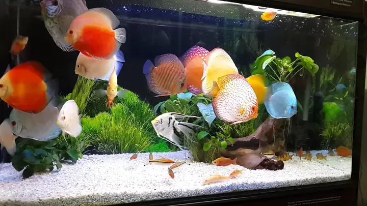 Cá Dĩa Nước Ngọt