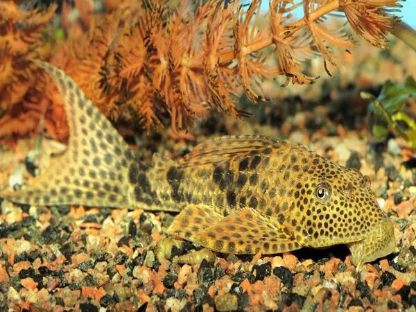 Cá Lau Kiếng (plecostomus)