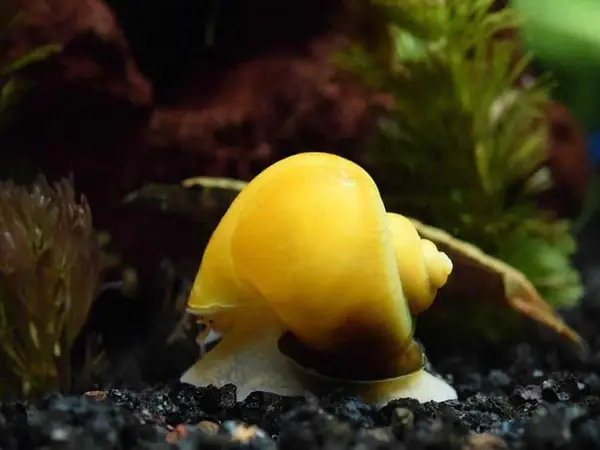 Ốc Táo Vàng (golden Apple Snail)