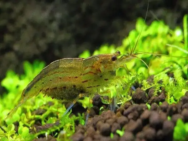 Tép Cảnh Dọn Bể (shrimp Cleaner)
