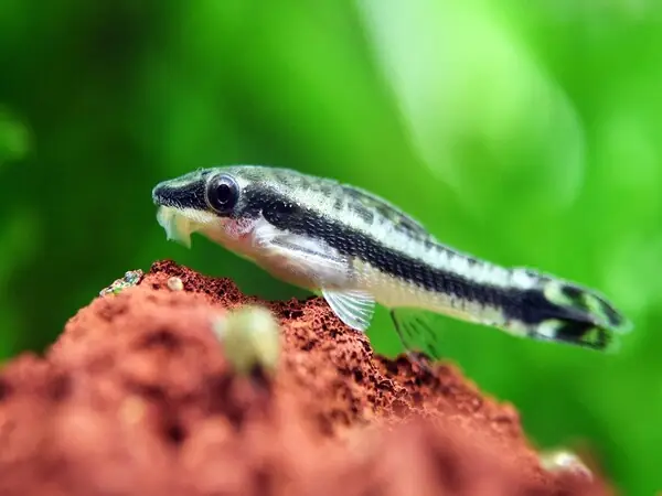 Cá Otto (otocinclus)
