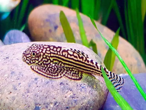 Cá Tỳ Bà Bướm (hillstream Loach)