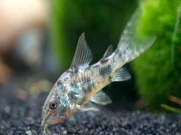 Cá Chuột (corydoras)