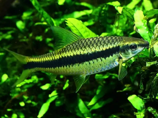 Cá Bút Chì (siamese Algae Eater)