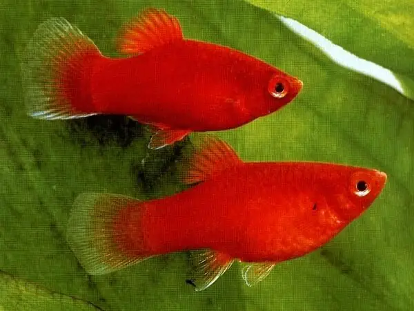 Cá Mún (platy)