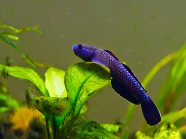 Cá Bống Dọn Bể (stiphodon)