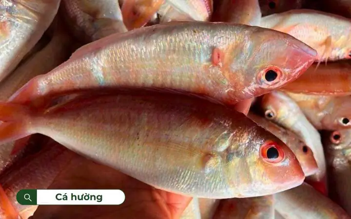 Tổng Hợp Các Loại Cá Đồng Ngon, Bổ Dưỡng Phổ Biến Tại Việt Nam