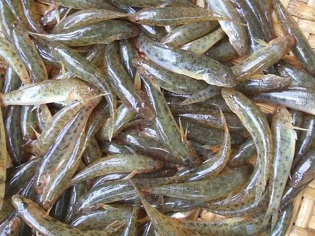 Tổng Hợp Các Loại Cá Đồng Ngon, Bổ Dưỡng Phổ Biến Tại Việt Nam