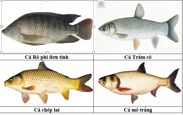 Tổng Hợp Các Loại Cá Đồng Ngon, Bổ Dưỡng Phổ Biến Tại Việt Nam