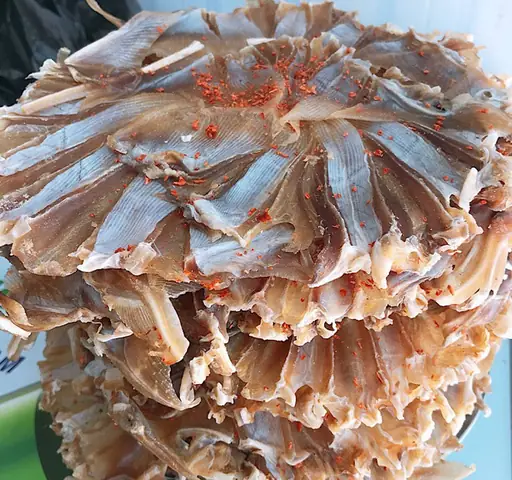 Các Loại Cá Đuối