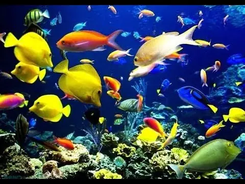 Các Loại Cá Dưới Biển: Khám Phá Thế Giới Kỳ Diệu Của Đại Dương
