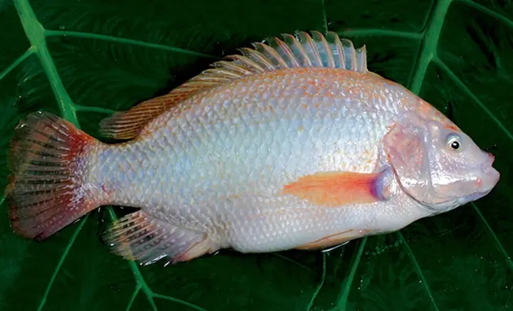 Các Loại Cá Nước Ngọt Giàu Omega 3 Tốt Cho Phụ Nữ Mang Thai